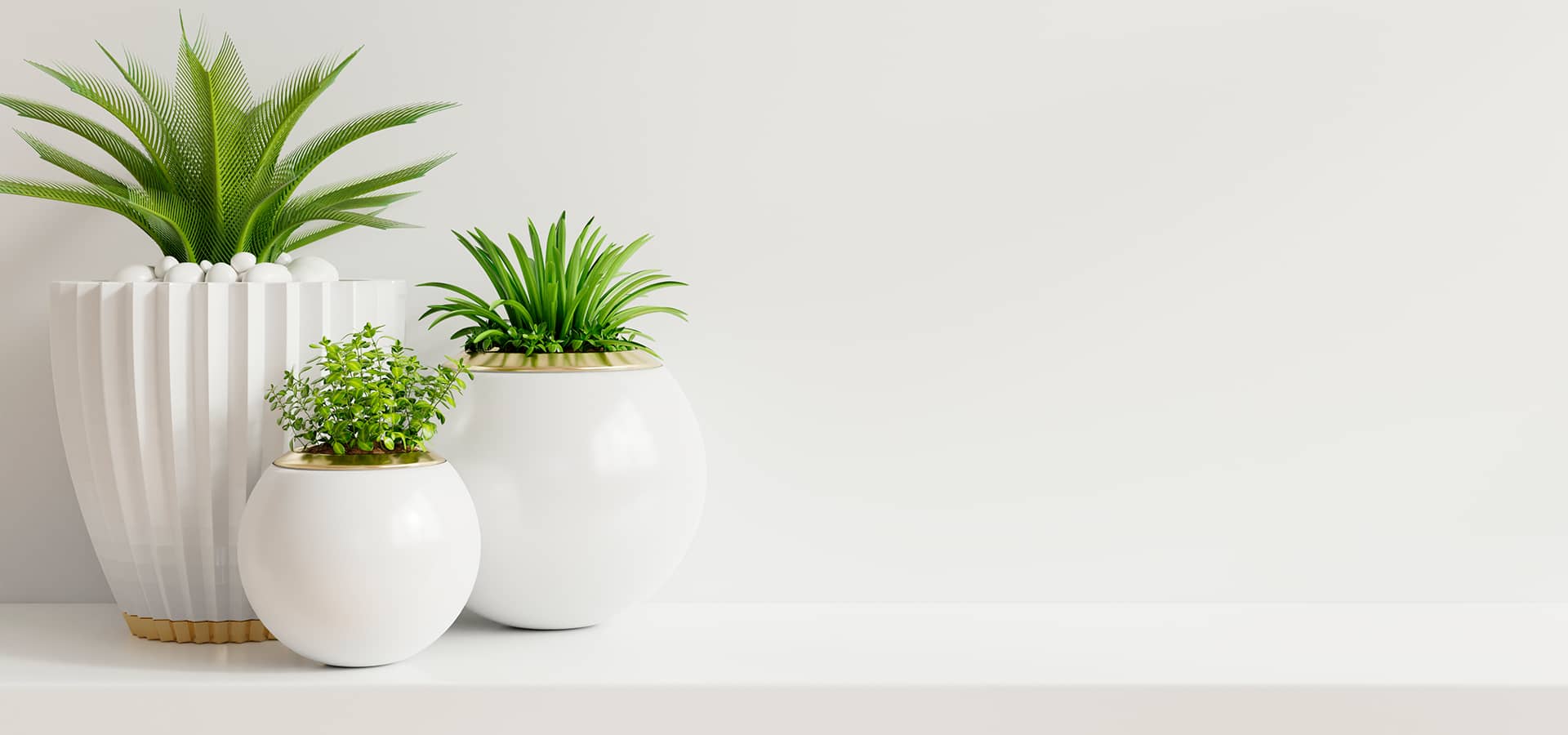 5-plantas-de-interior-con-poca-luz