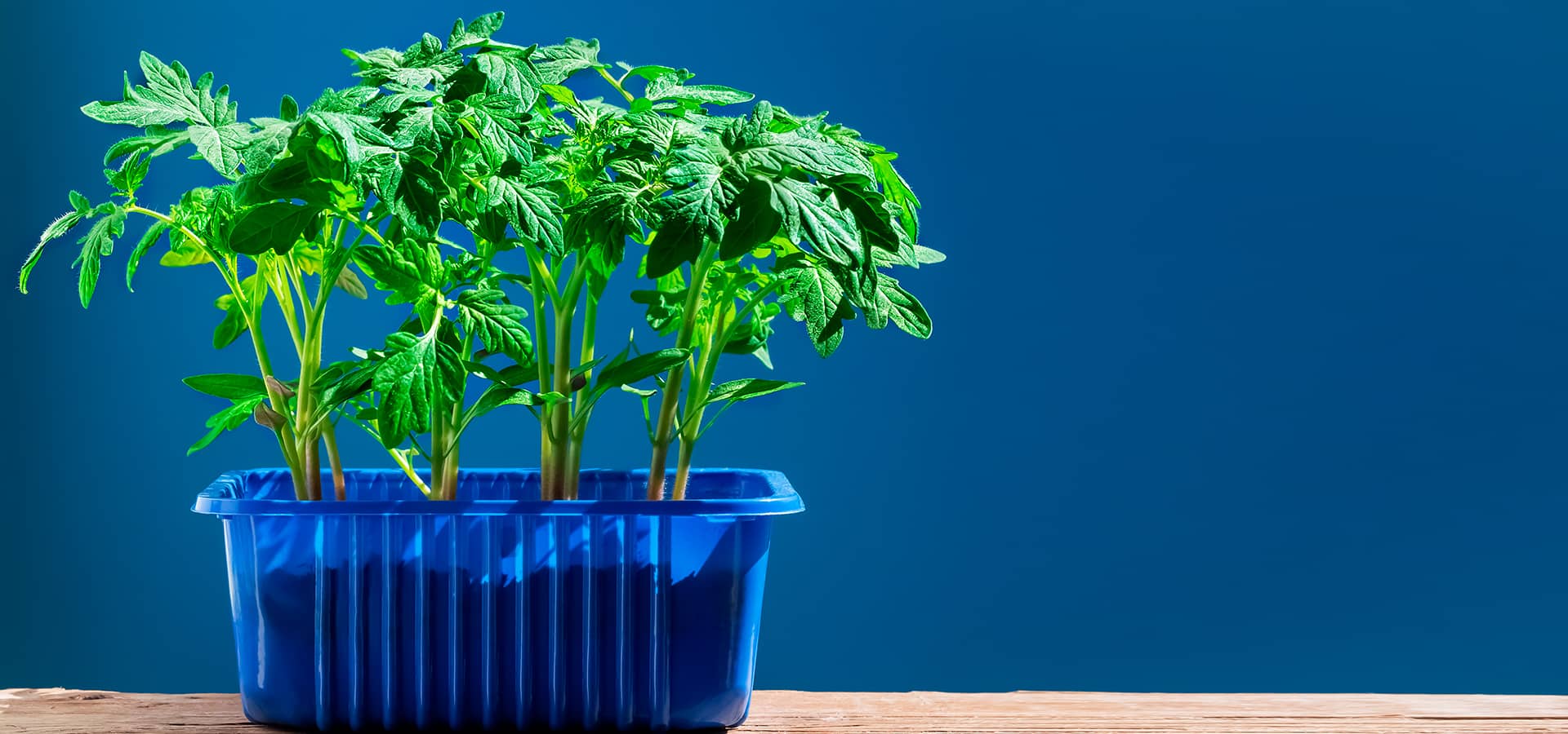 como-empezar-huerto-urbano-semilleros