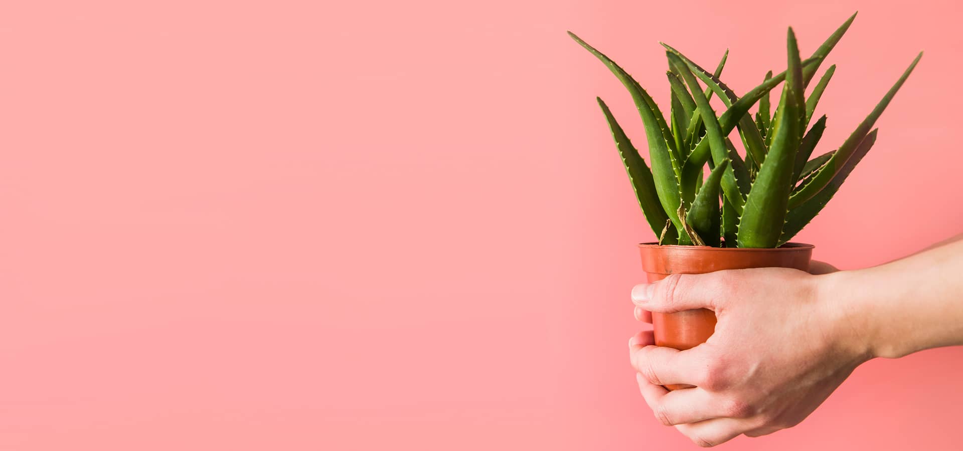 formas-reproducir-aloe-vera-exito